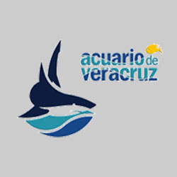 Yo Amo Veracruz